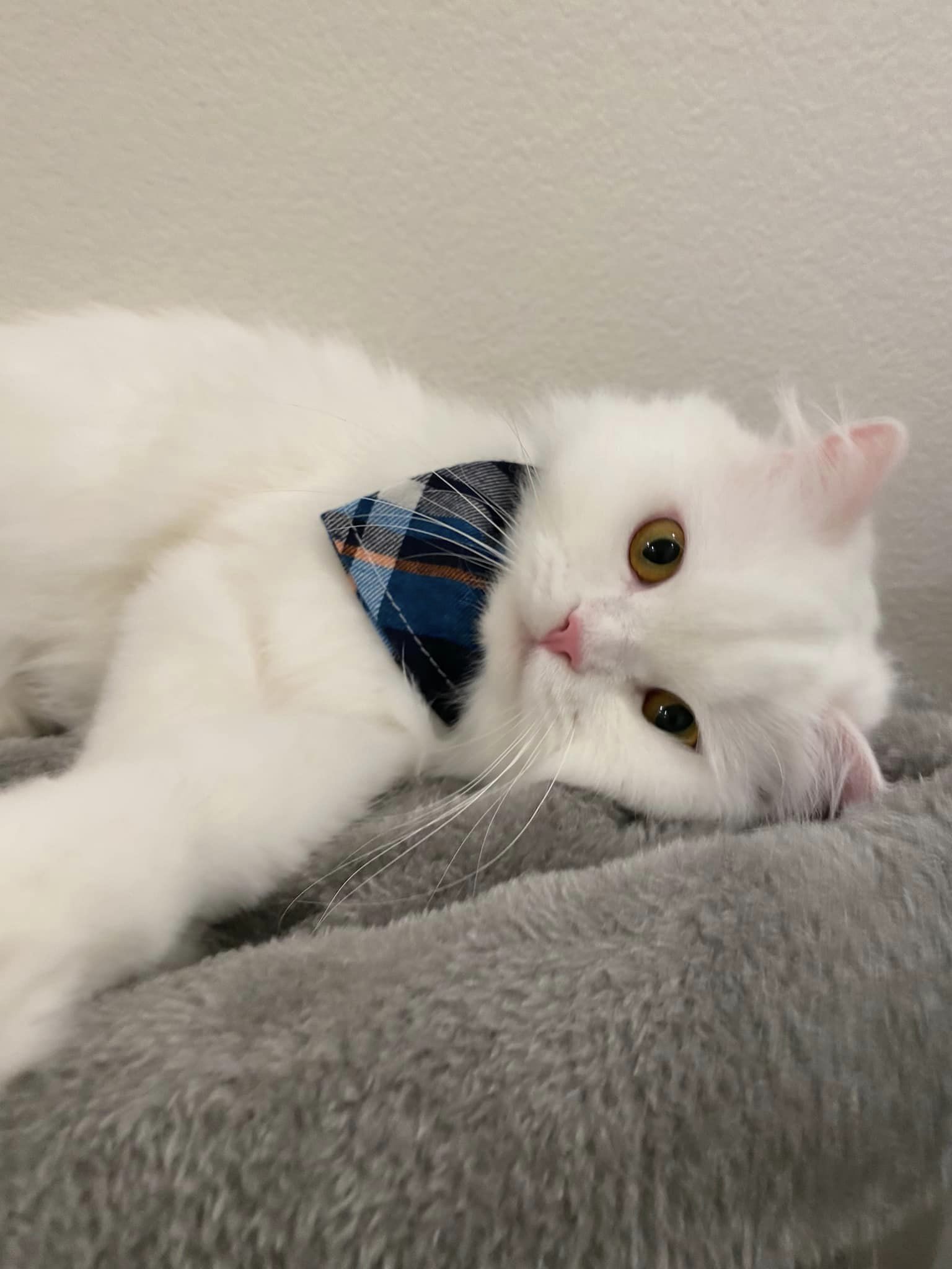 DaDa, an adoptable Persian in Prosper, TX, 75078 | Photo Image 3