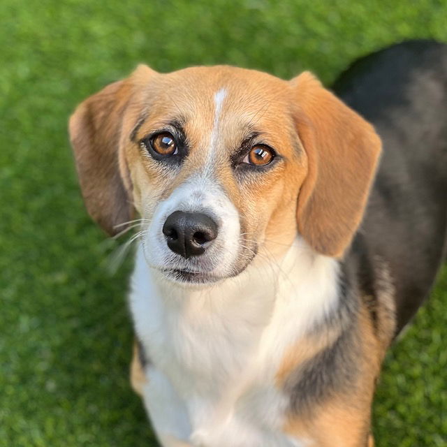 Adopt Oreo