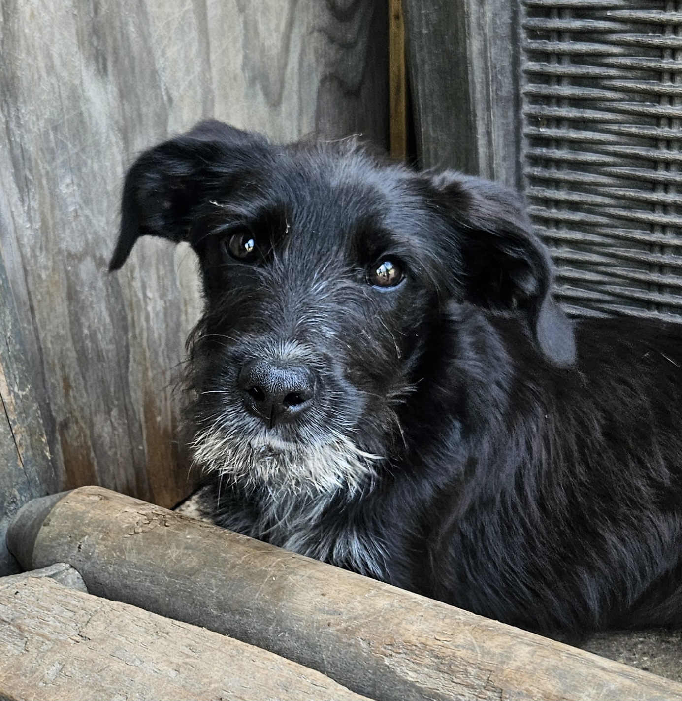 Georgie, an adoptable Labradoodle, Australian Shepherd in Kirksville, MO, 63501 | Photo Image 1