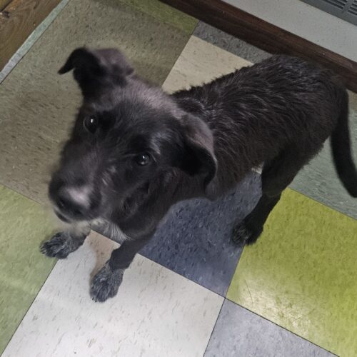 Georgie, an adoptable Labradoodle, Australian Shepherd in Kirksville, MO, 63501 | Photo Image 2