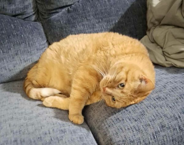 Fritz