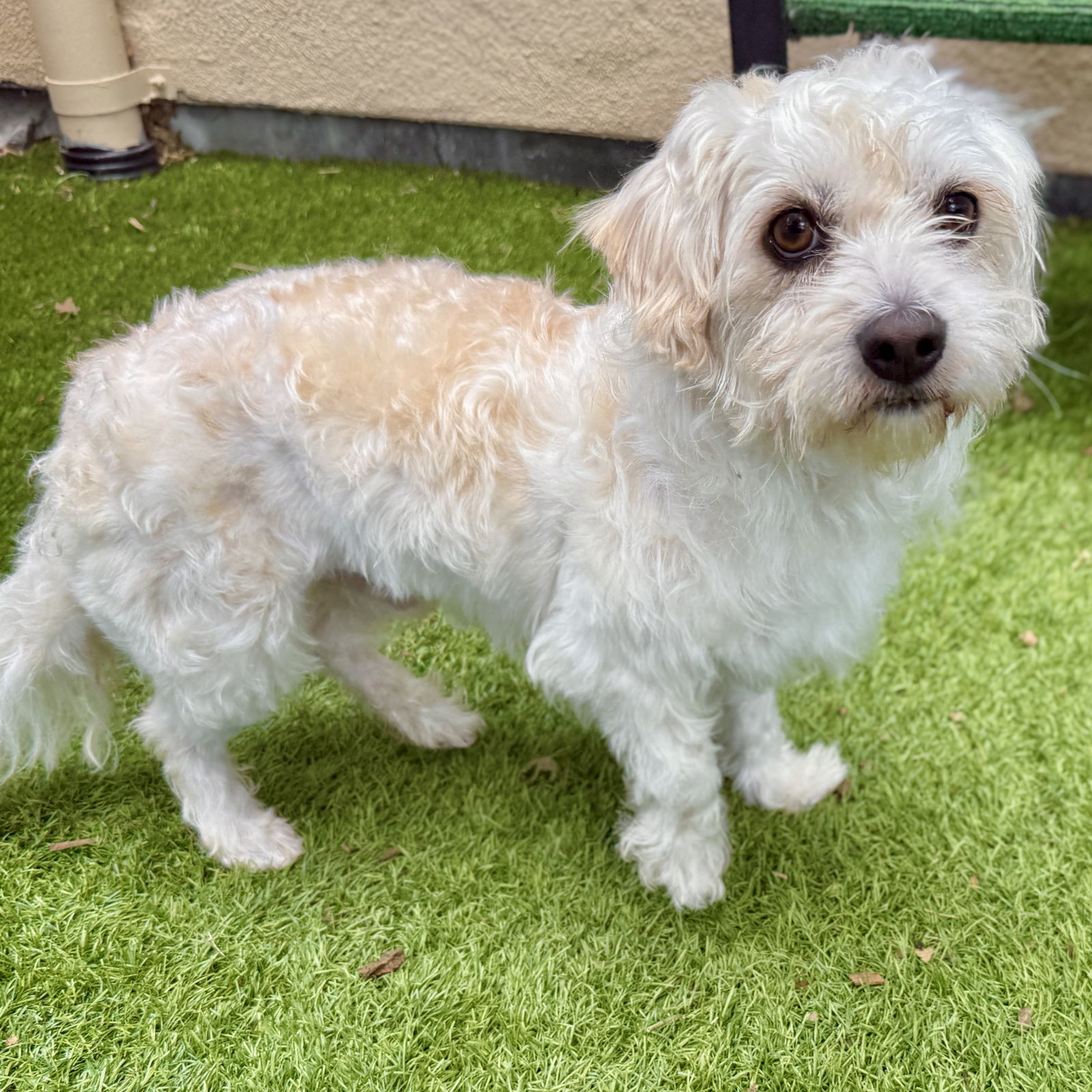 Adopt Coquito