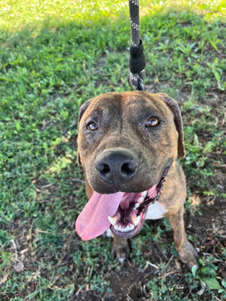Zeus, an adoptable Pit Bull Terrier, Mixed Breed in Gillette, WY, 82716 | Photo Image 1