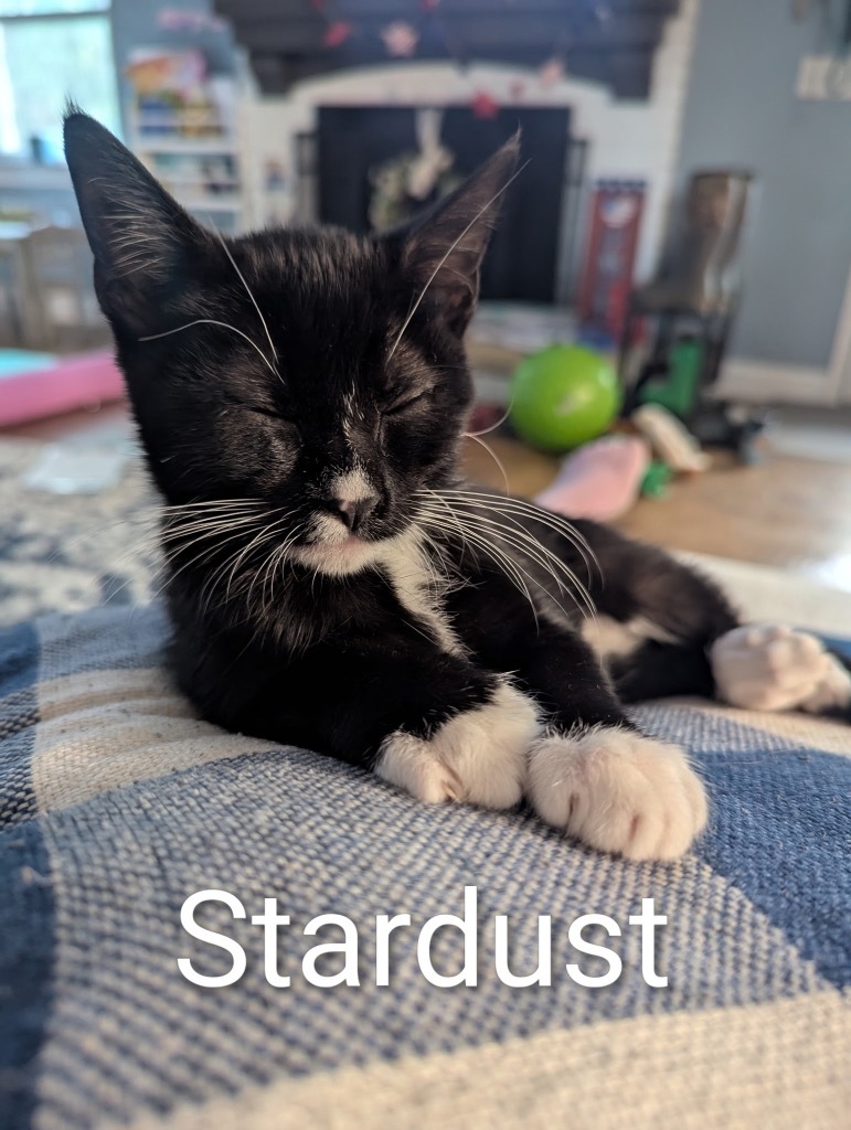 Stardust