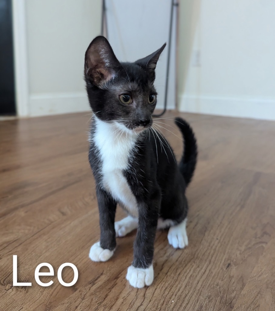 Leo