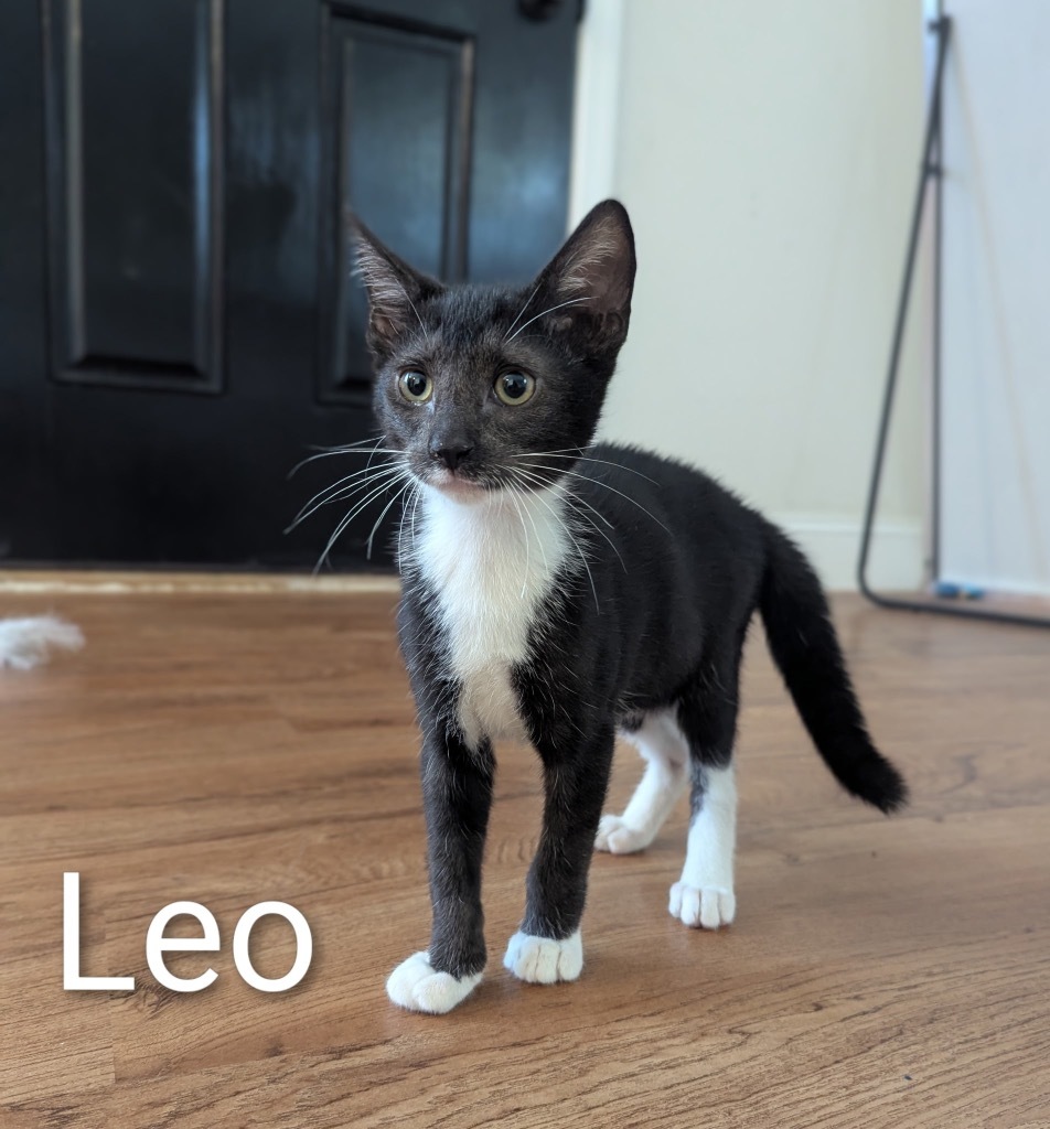Leo