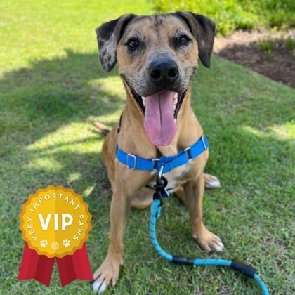 Snoopy, an adoptable Terrier, Mixed Breed in Honolulu, HI, 96826 | Photo Image 1