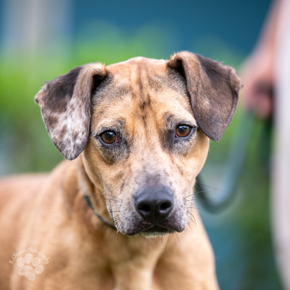 Snoopy, an adoptable Terrier, Mixed Breed in Honolulu, HI, 96826 | Photo Image 3