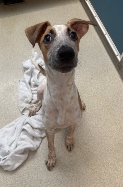 Chip, an adoptable Terrier, Mixed Breed in Honolulu, HI, 96826 | Photo Image 1