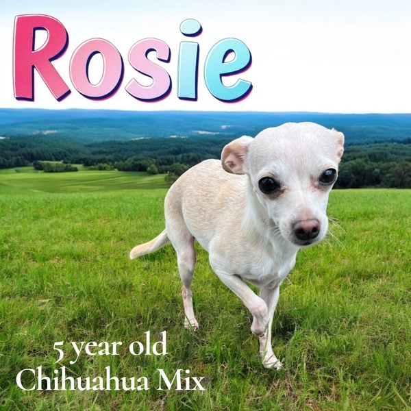 Rosie