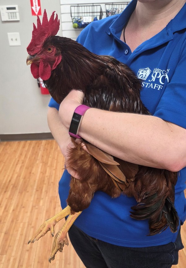 Cluck Kent