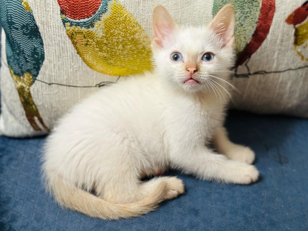 Finley