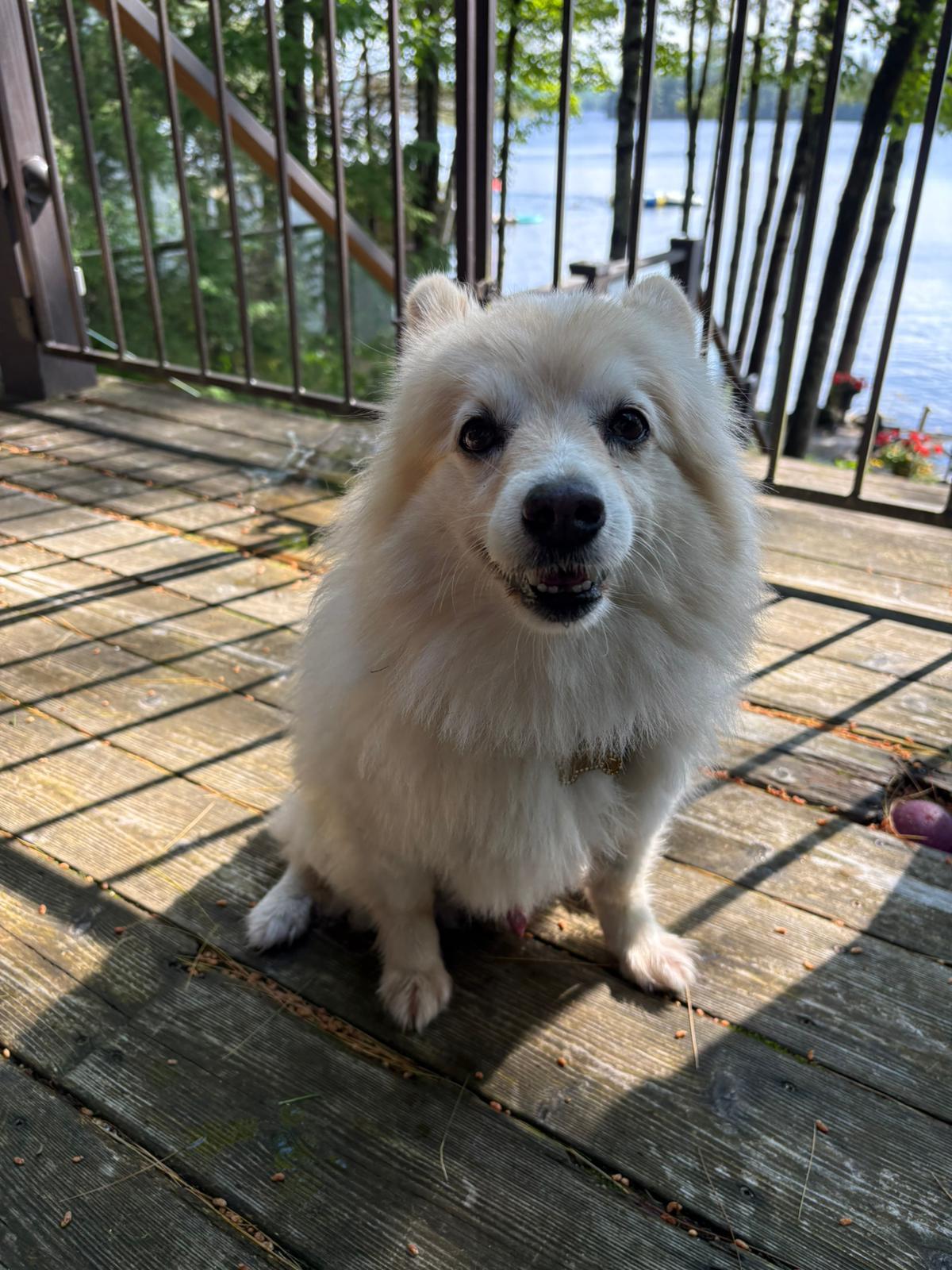 Marwan, an adoptable Pomeranian, Mixed Breed in Sunderland, ON, L0C 1H0 | Photo Image 1