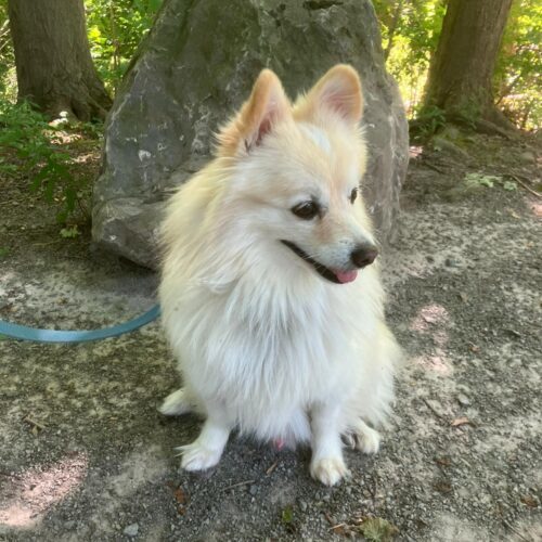 Marwan, an adoptable Pomeranian, Mixed Breed in Sunderland, ON, L0C 1H0 | Photo Image 2