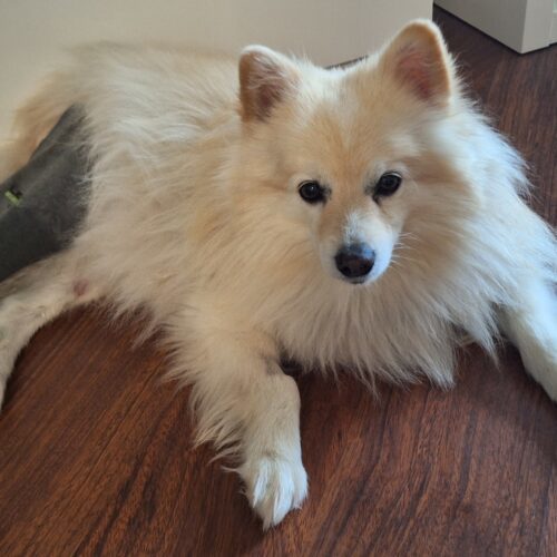 Marwan, an adoptable Pomeranian, Mixed Breed in Sunderland, ON, L0C 1H0 | Photo Image 3