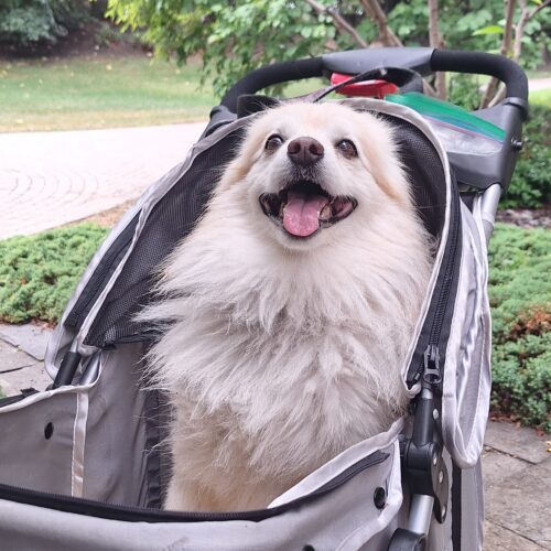 Marwan, an adoptable Pomeranian, Mixed Breed in Sunderland, ON, L0C 1H0 | Photo Image 4