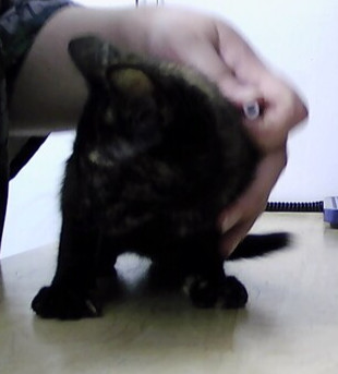 Bijou