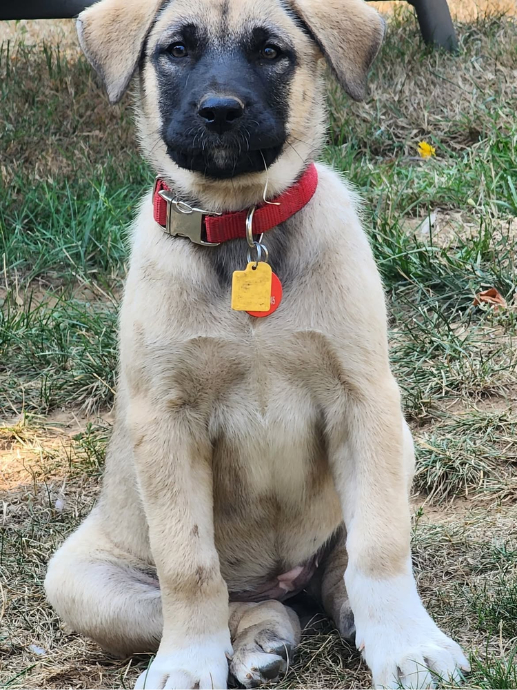 Mochi