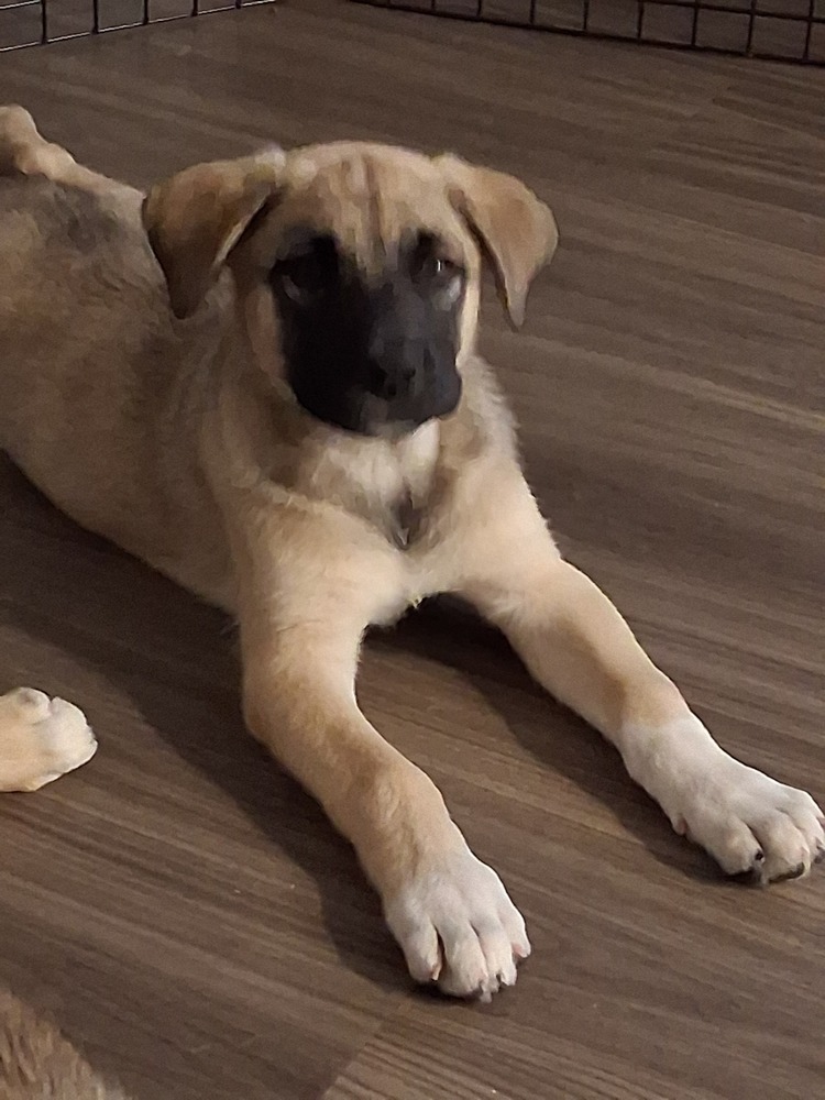 Mochi