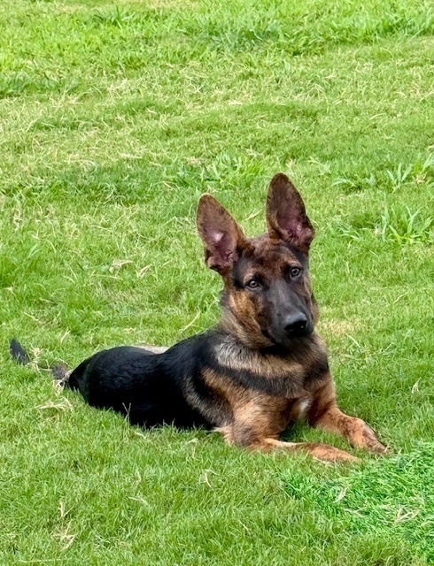 Arlo