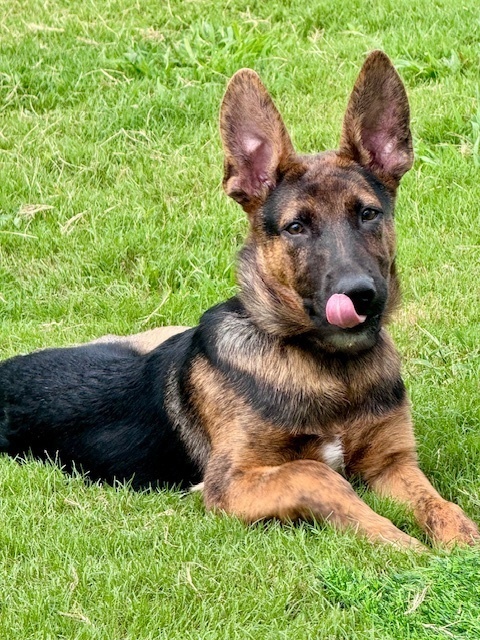 Arlo