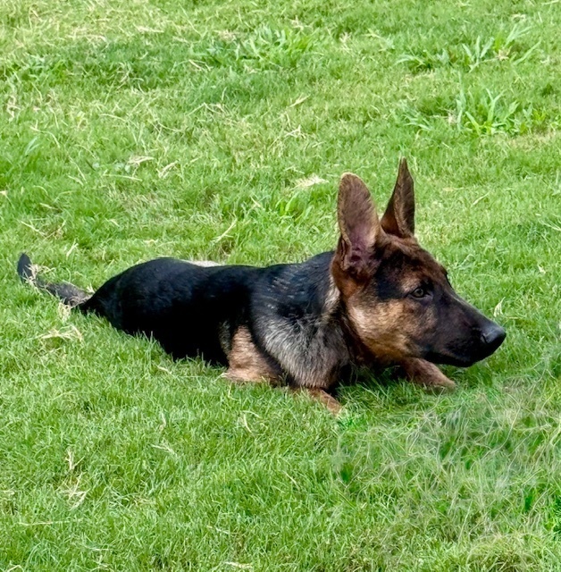 Arlo