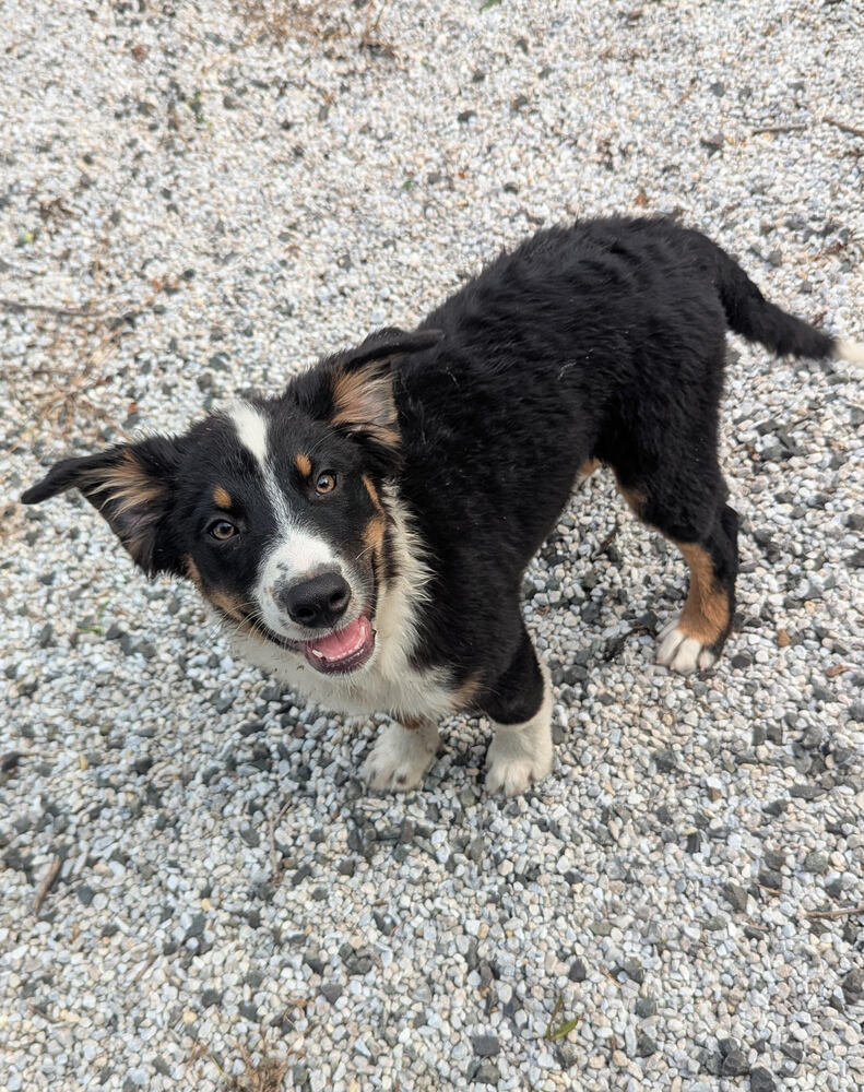 Ace (Aussie Puppies)
