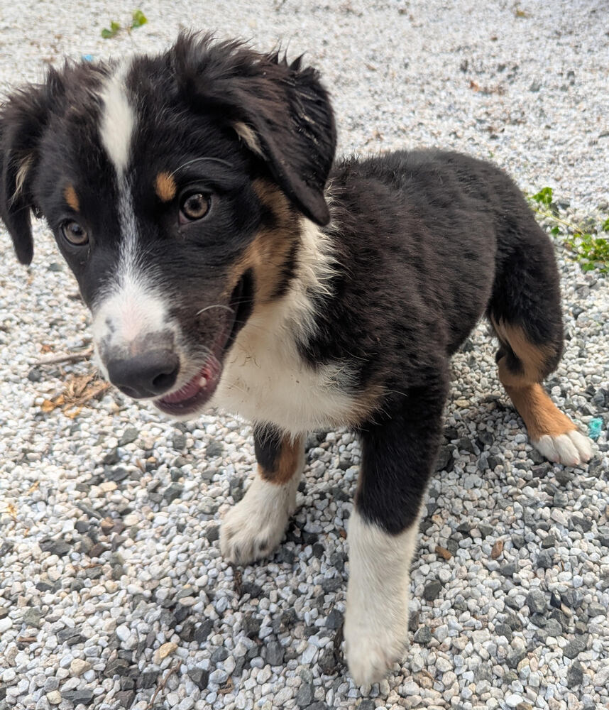 Ace (Aussie Puppies)