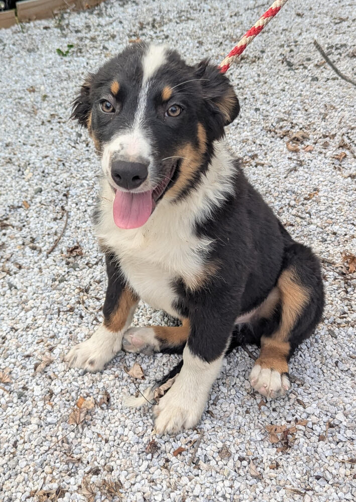 Ace (Aussie Puppies)