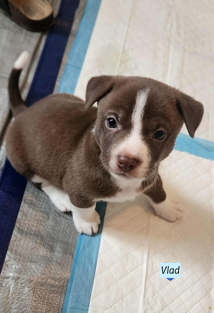 Vlad (Violet's Litter)