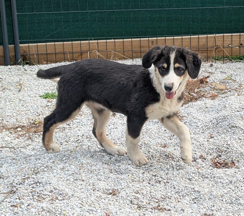 Abby (Aussie Puppies)