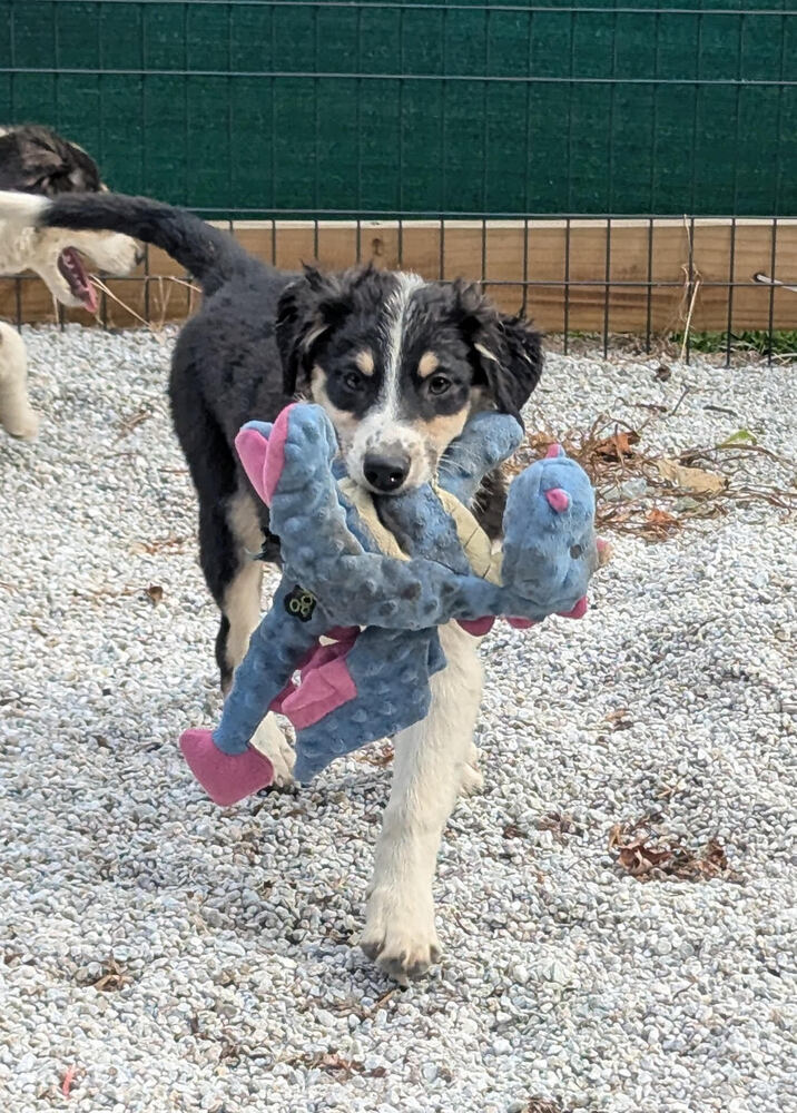 Abby (Aussie Puppies)
