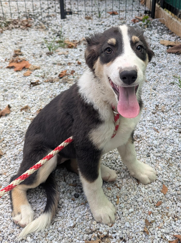 Abby (Aussie Puppies)