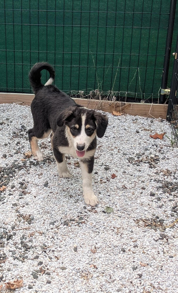 Abby (Aussie Puppies)