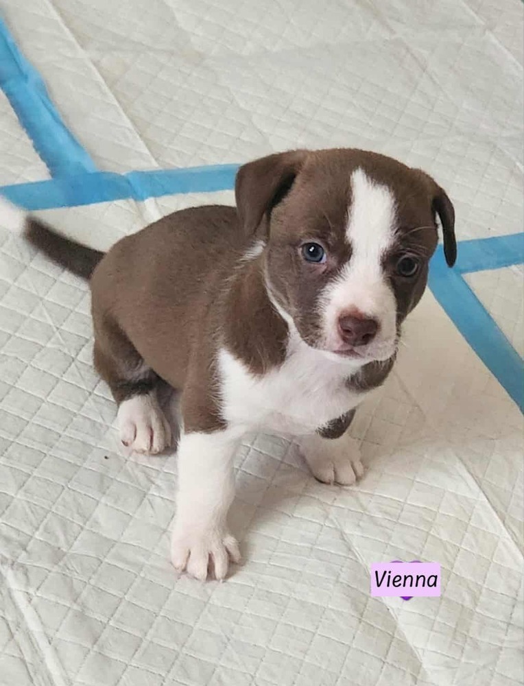 Vienna (Violet's Litter)