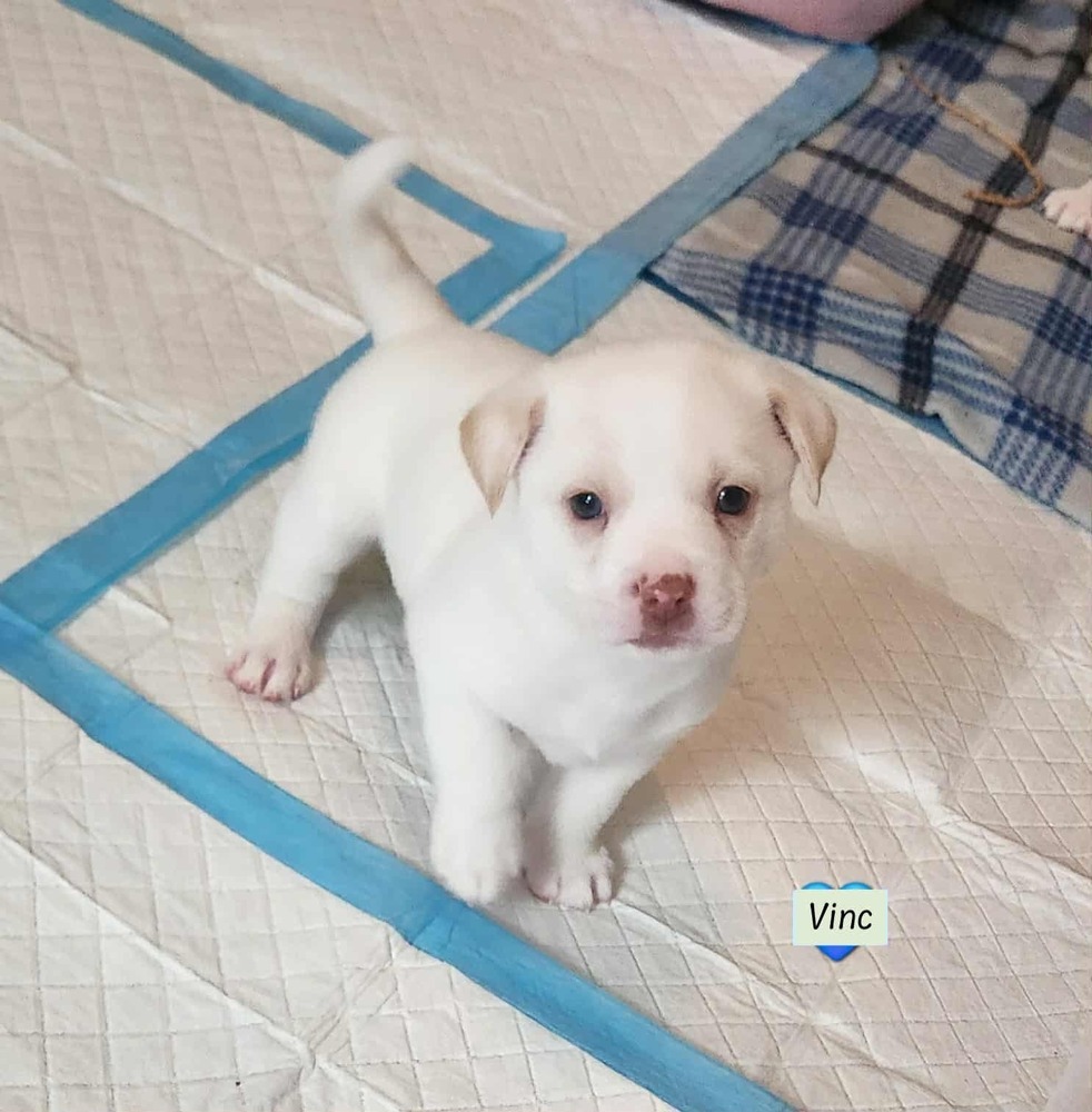 Vince (Violet's Litter)