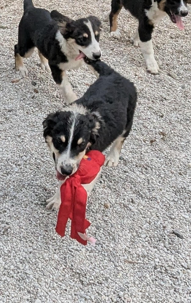 Andy (Aussie Puppies)