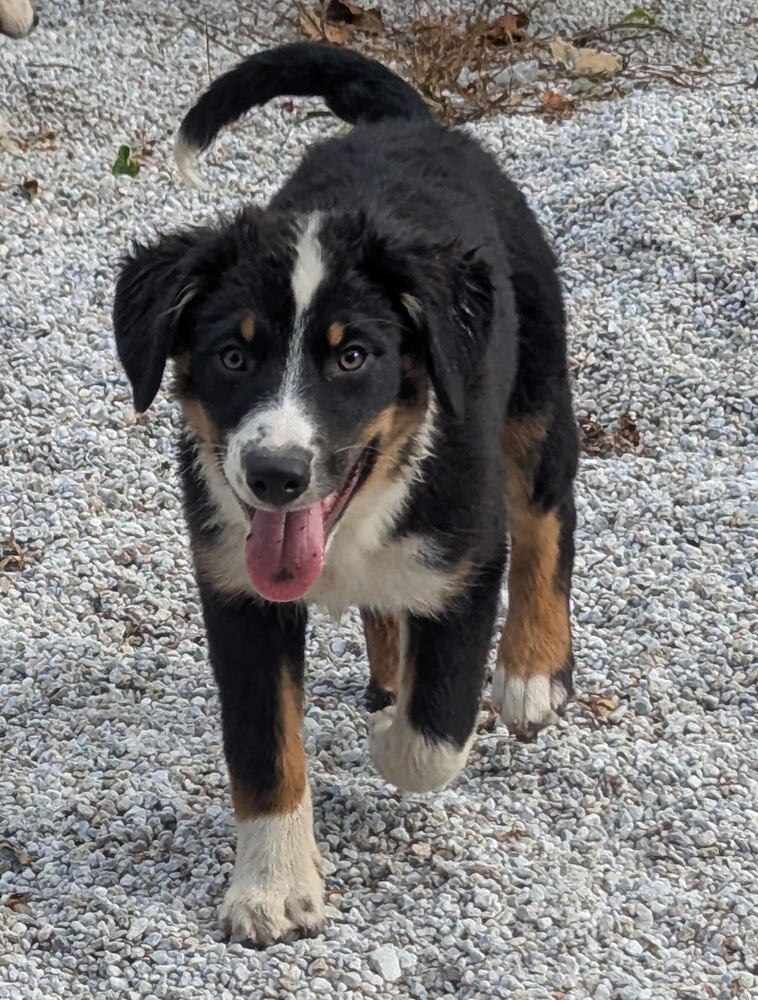 Augie (Aussie Puppies)