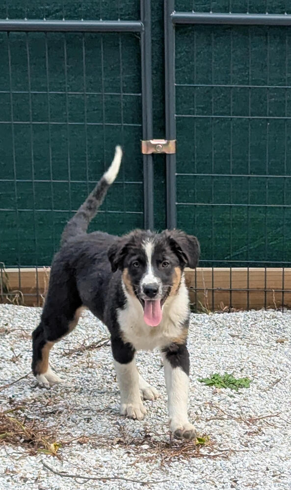 Augie (Aussie Puppies)