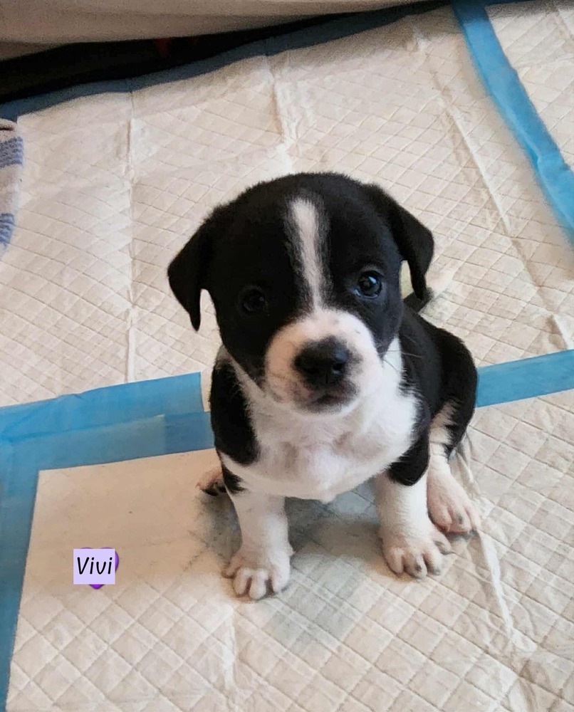 Vivi (Violet's Litter)