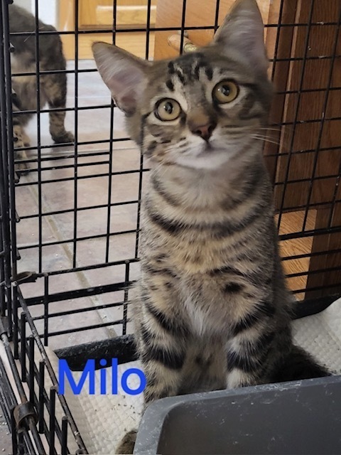 Milo, an adoptable Domestic Short Hair in Lafayette, CO, 80026 | Photo Image 1
