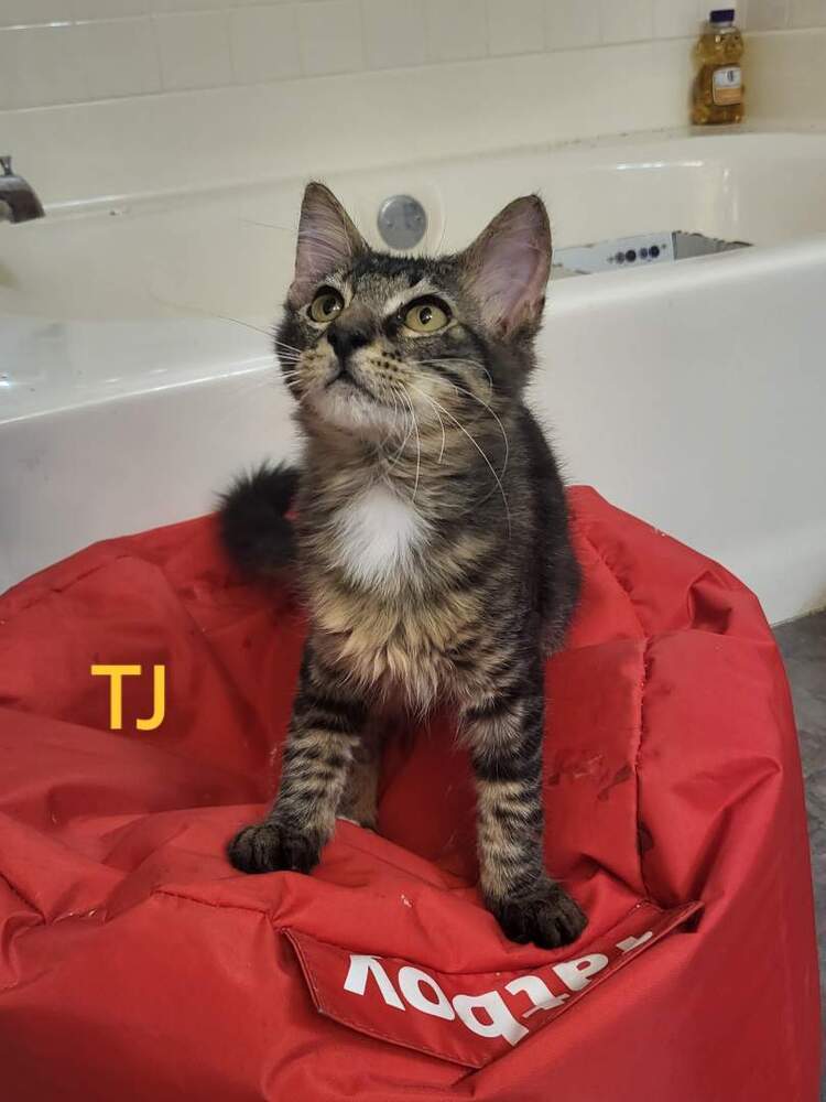 TJ, an adoptable Domestic Medium Hair in Lafayette, CO, 80026 | Photo Image 1