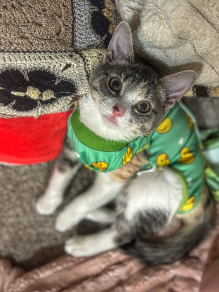 Joy, an adoptable Domestic Short Hair in Lafayette, CO, 80026 | Photo Image 2