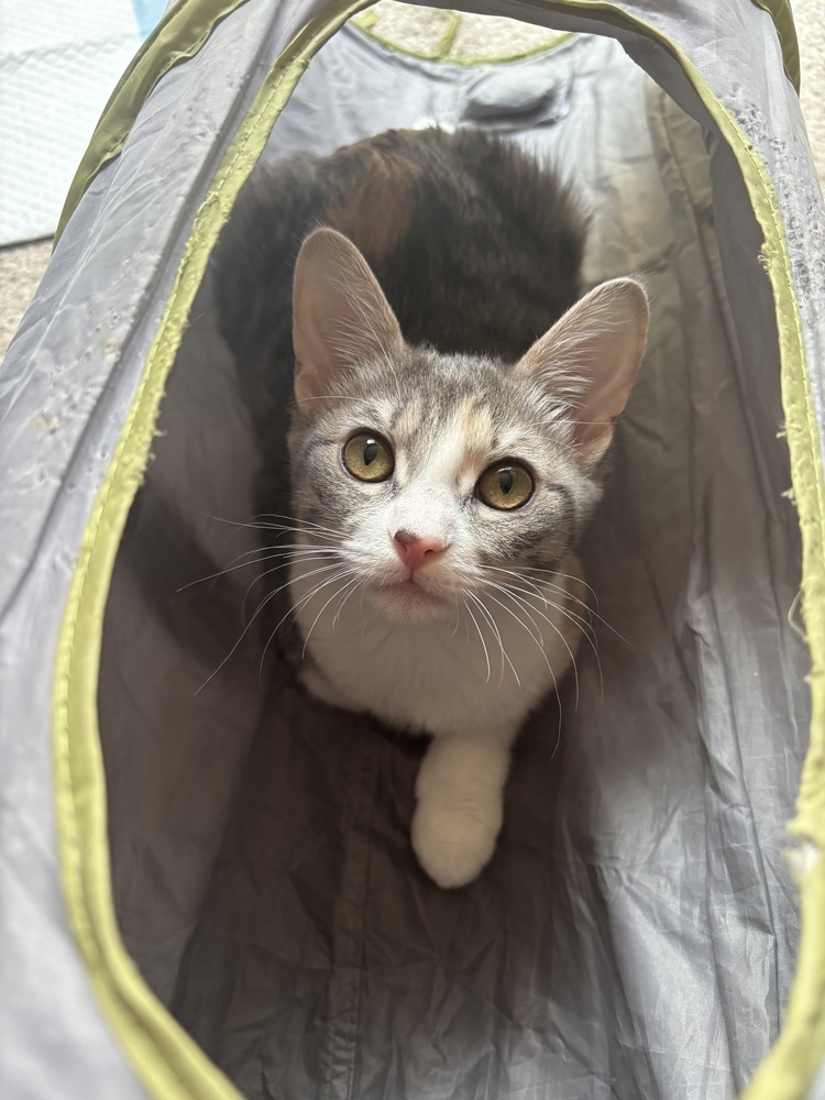 Joy, an adoptable Domestic Short Hair in Lafayette, CO, 80026 | Photo Image 3