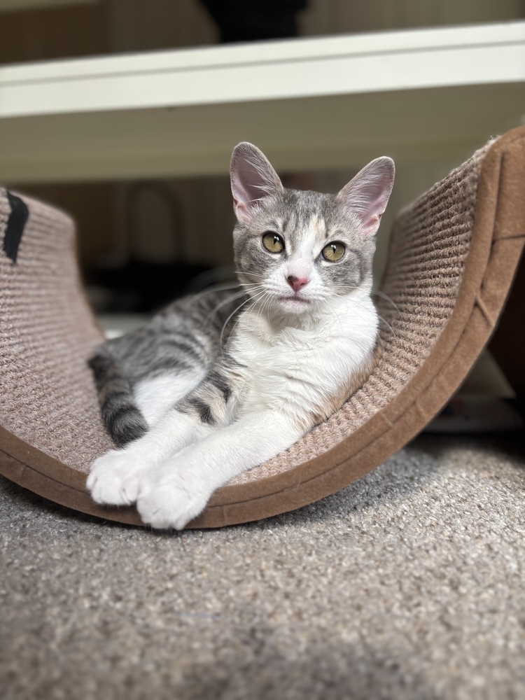 Joy, an adoptable Domestic Short Hair in Lafayette, CO, 80026 | Photo Image 4