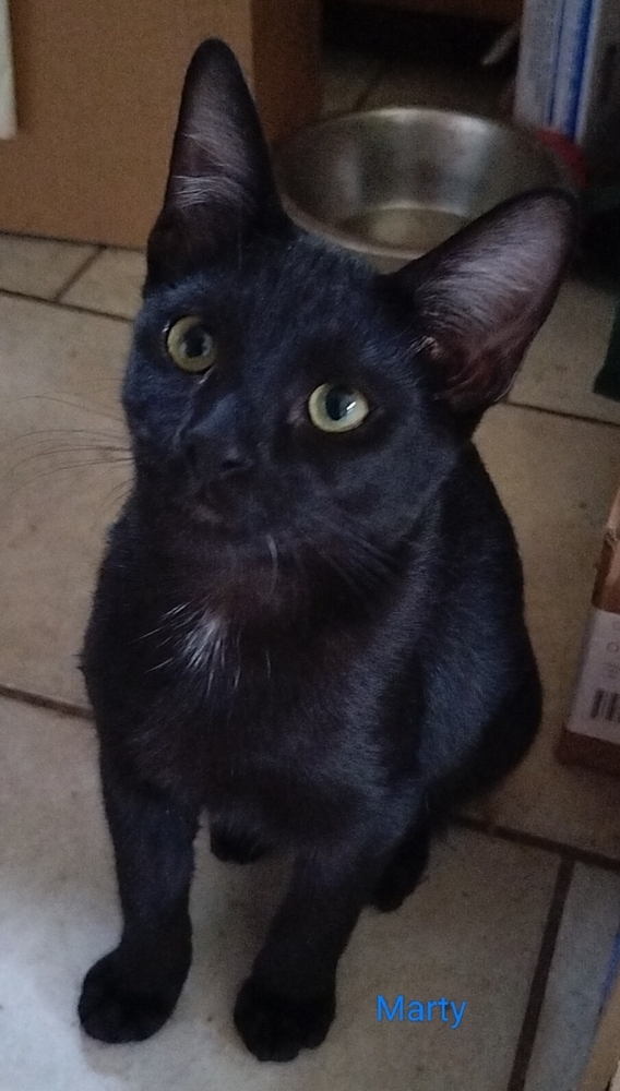 Marty