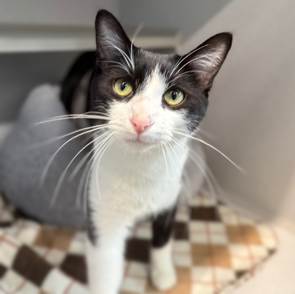 Tuxedo