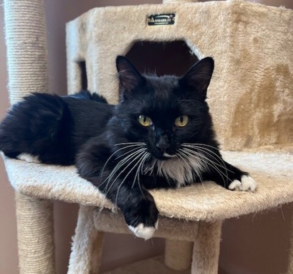 Bon Jovi, an adoptable Domestic Medium Hair in Great Falls, MT, 59405 | Photo Image 1