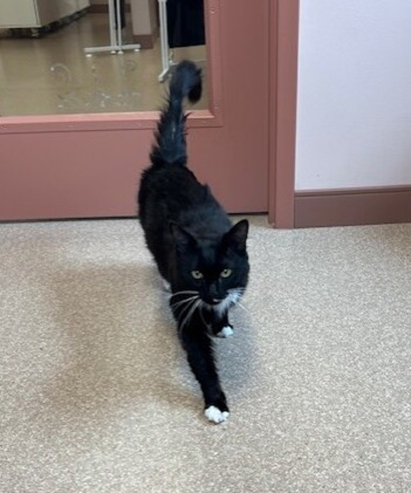 Bon Jovi, an adoptable Domestic Medium Hair in Great Falls, MT, 59405 | Photo Image 2