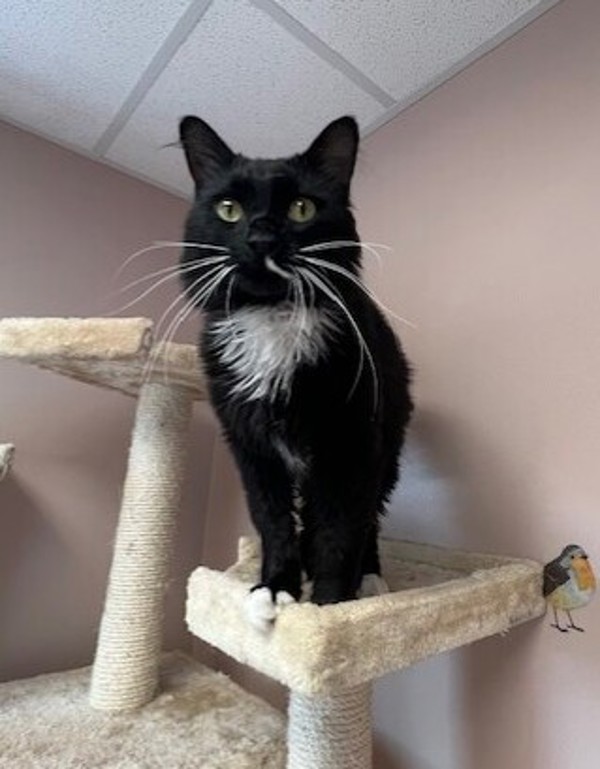 Bon Jovi, an adoptable Domestic Medium Hair in Great Falls, MT, 59405 | Photo Image 3
